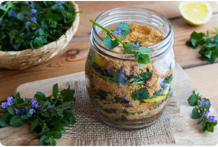 Gundelrebe - Gundermann