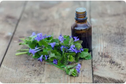 Gundelrebe - Gundermann