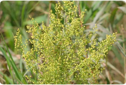 Chinesischer Beifuß Qing Hao