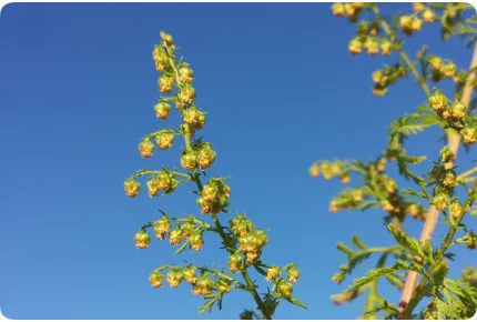 Chinesischer Beifuß Qing Hao