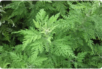 Chinesischer Beifuß Qing Hao