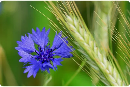Blaue Kornblume