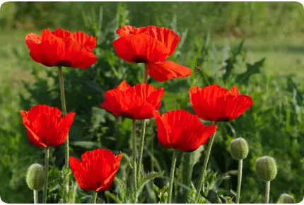 Klatschmohn