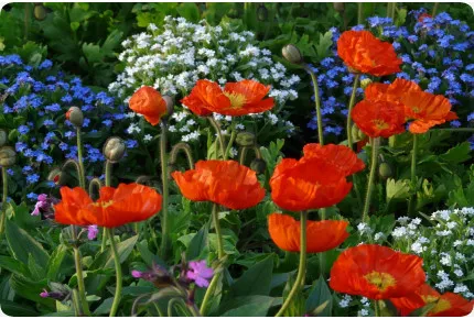 Klatschmohn
