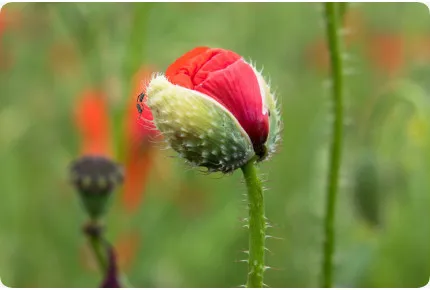 Klatschmohn