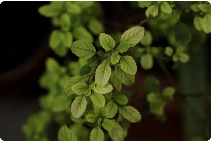 Heiliges Tulsi Basilikum