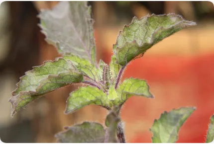 Heiliges Tulsi Basilikum