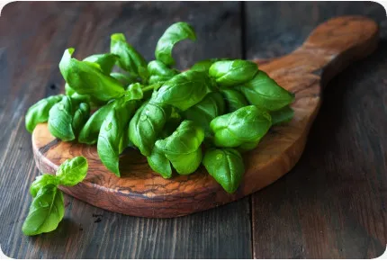 BIO - Basilikum Sweet Genovese