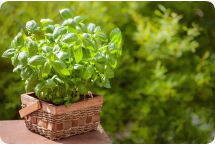 BIO - Basilikum Sweet Genovese