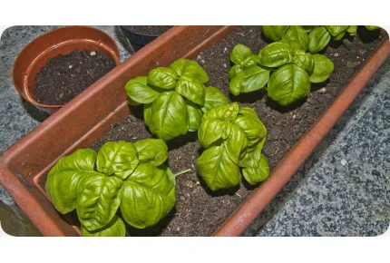 BIO - Basilikum Sweet Genovese