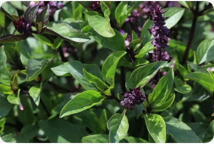 BIO - Basilikum Thai