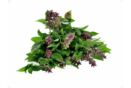 BIO - Basilikum Thai