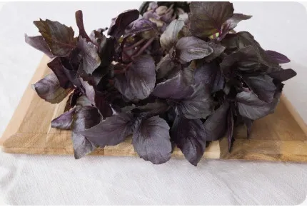 BIO - Rotes Basilikum