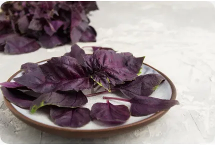 BIO - Rotes Basilikum