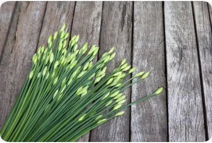 BIO - Schnitt - Knoblauch