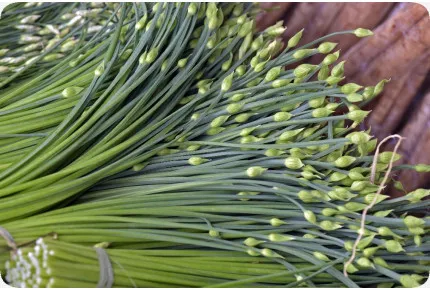 BIO - Schnitt - Knoblauch