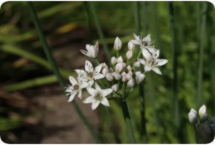 BIO - Schnitt - Knoblauch