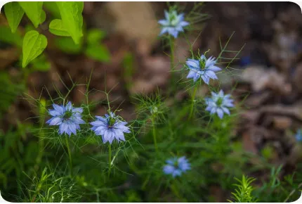 BIO - Schwarzkümmel