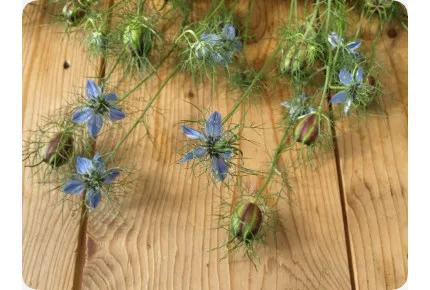 BIO - Schwarzkümmel