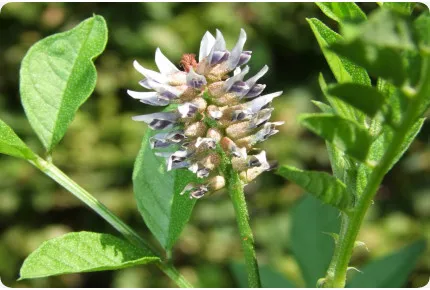 Süßholz / Lakritze