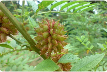 Süßholz / Lakritze