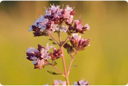 Griechischer Oregano