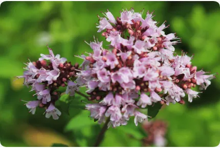 Griechischer Oregano