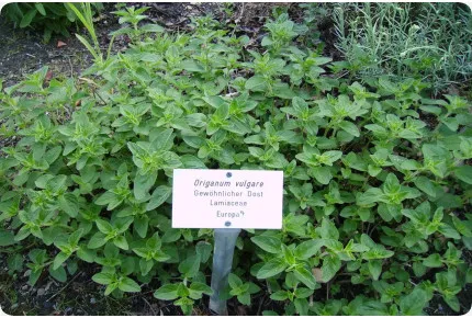 Griechischer Oregano