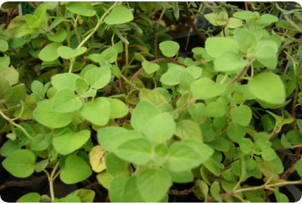 Griechischer Oregano