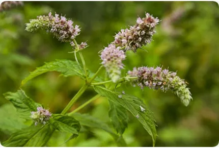 Mexikanische Nana Minze