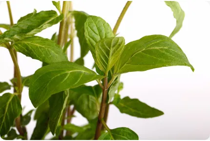 Mexikanische Nana Minze