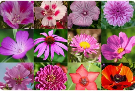 Meine Welt ist rosa - Samenbälle