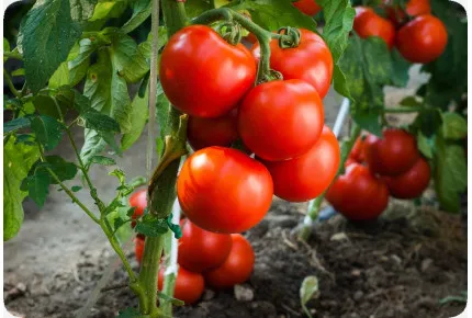 BIO - Tomate - Berner Rose