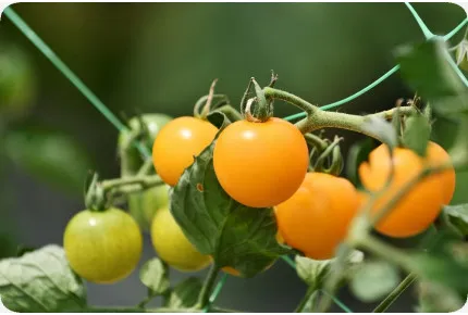 BIO - Tomate - Golden Queen