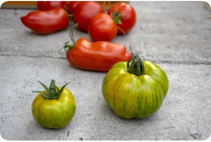 BIO - Tomate - Green Zebra