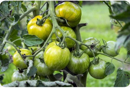 BIO - Tomate - Green Zebra