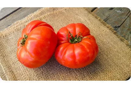 BIO - Tomate - Rouge de Marmande