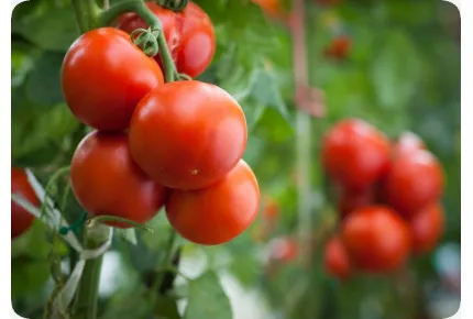 BIO - Tomate - Matina