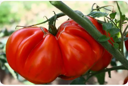 BIO - Tomate - Ochsenherz