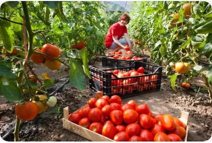 BIO - Tomate - Saint Pierre