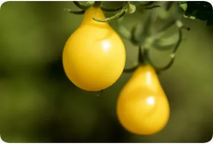 BIO - Tomate - Yellow Submarine