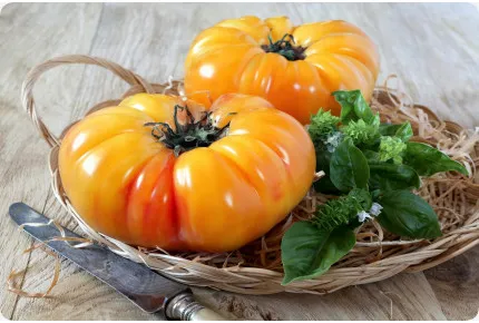 BIO - Tomate - Ananas