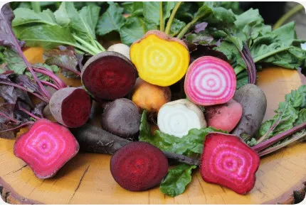 BIO - Rote Beete - Chioggia