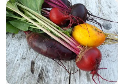 BIO - Rote Beete - Chioggia