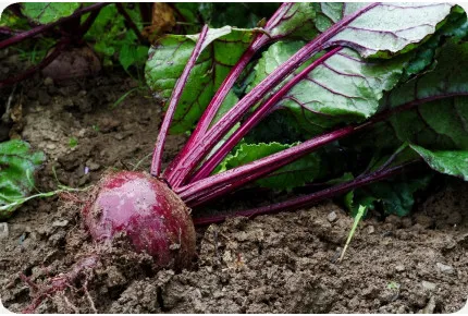 BIO - Rote Beete - Detroit Globe