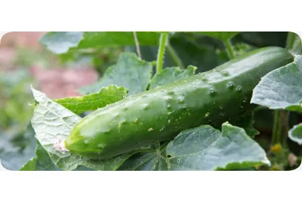 BIO - Gurke - Marketmore