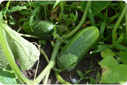 BIO - Gurke - Vorgebirgstraube