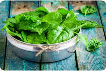 BIO - Spinat - Winterriese