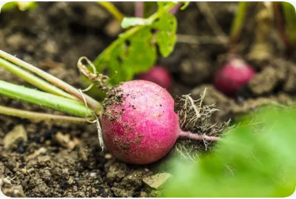 BIO - Radieschen - Cherry Bell