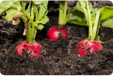 BIO - Radieschen - Cherry Bell